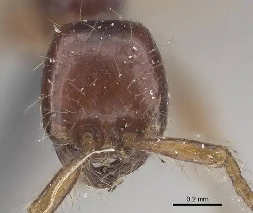 Aenictus decolor specimen CASENT0919639 image casent0919639_2