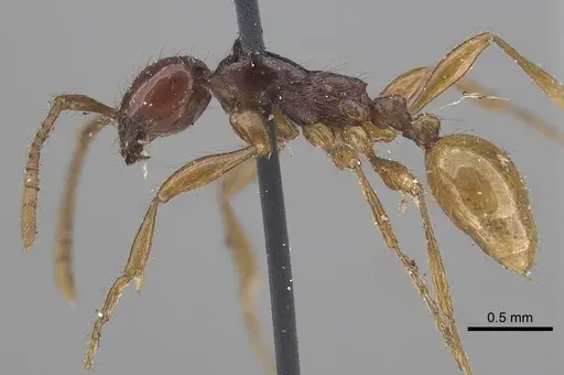 Aenictus decolor specimen CASENT0919639 image casent0919639_3