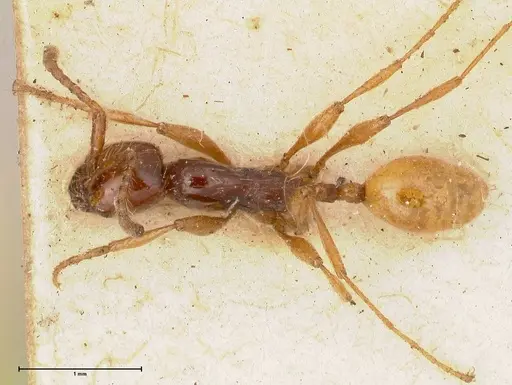 Aenictus decolor specimen FOCOL0588 image focol0588_1