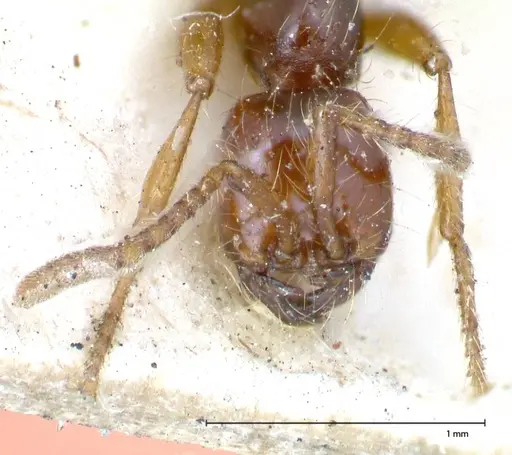 Aenictus decolor specimen FOCOL0588 image focol0588_2
