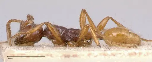 Aenictus decolor specimen FOCOL0588 image focol0588_3
