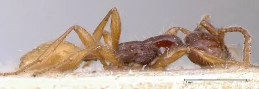 Aenictus decolor specimen FOCOL0588 image focol0588_4