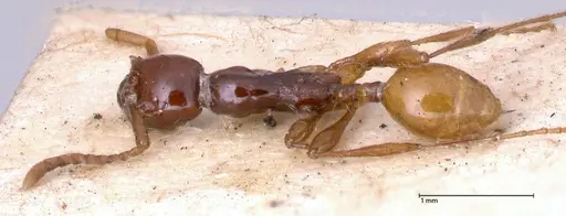 Aenictus decolor specimen FOCOL0589 image focol0589_1