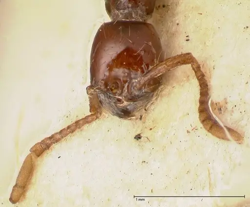 Aenictus decolor specimen FOCOL0589 image focol0589_2