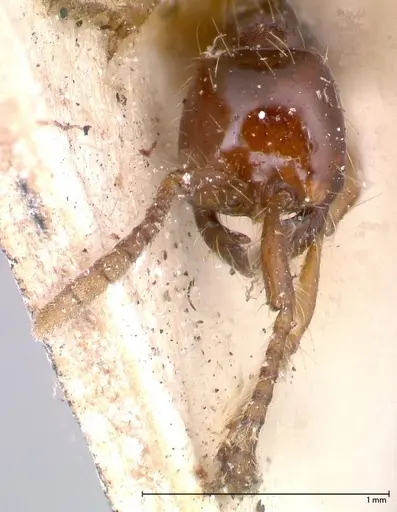Aenictus decolor specimen FOCOL0590 image focol0590_2