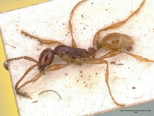 Aenictus decolor specimen FOCOL0590 image focol0590_3