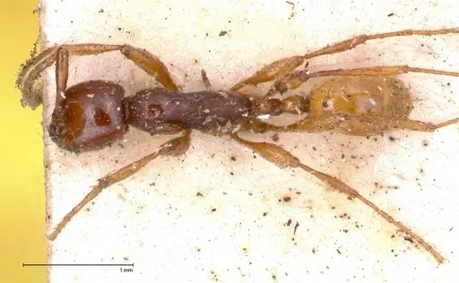 Aenictus decolor specimen FOCOL0591 image focol0591_1