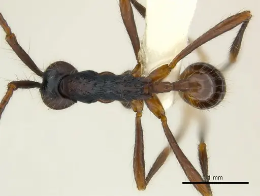 Aenictus dentatus specimen CASENT0217375 image casent0217375_1