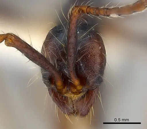 Aenictus dentatus specimen CASENT0217375 image casent0217375_2