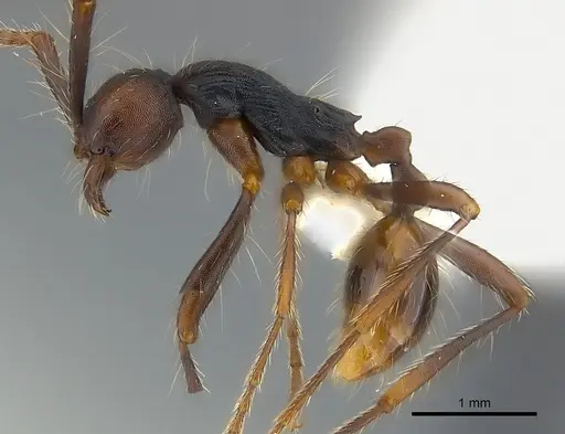 Aenictus dentatus specimen CASENT0217375 image casent0217375_3