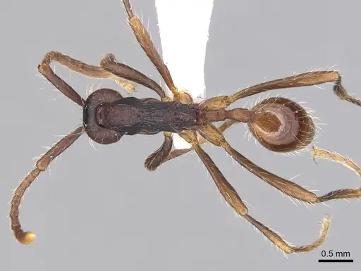 Aenictus dentatus specimen CASENT0249273 image casent0249273_1