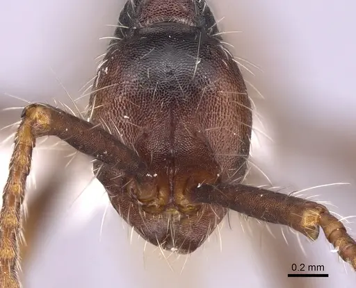 Aenictus dentatus specimen CASENT0249273 image casent0249273_2