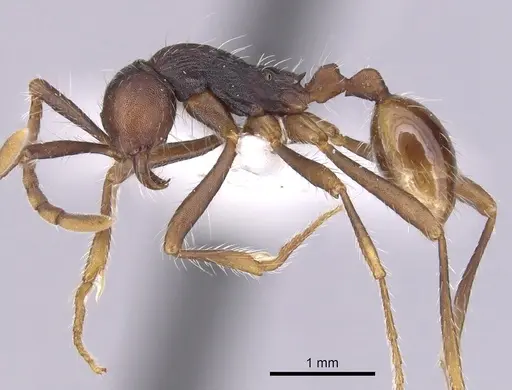 Aenictus dentatus specimen CASENT0249273 image casent0249273_3