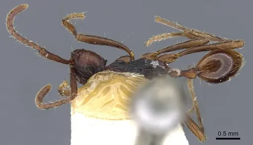 Aenictus dentatus specimen CASENT0905982 image casent0905982_1