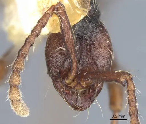 Aenictus dentatus specimen CASENT0905982 image casent0905982_2