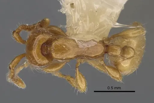 Aenictus dlusskyi specimen CASENT0917361 image casent0917361_1