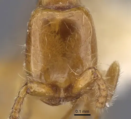 Aenictus dlusskyi specimen CASENT0917361 image casent0917361_2