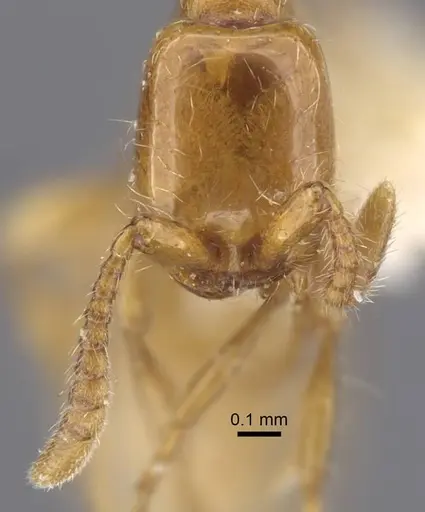 Aenictus dlusskyi specimen CASENT0917361 image casent0917361_3