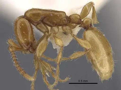 Aenictus dlusskyi specimen CASENT0917361 image casent0917361_4