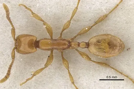 Aenictus dlusskyi specimen CASENT0919640 image casent0919640_1