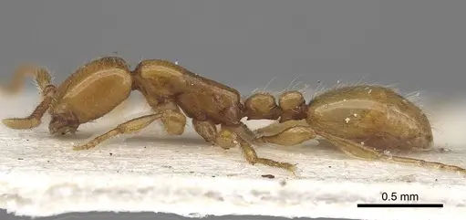 Aenictus dlusskyi specimen CASENT0919640 image casent0919640_3