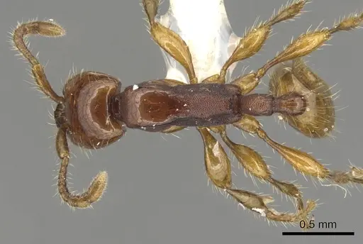 Aenictus doydeei specimen CASENT0903680 image casent0903680_1