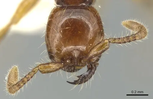 Aenictus doydeei specimen CASENT0903680 image casent0903680_2