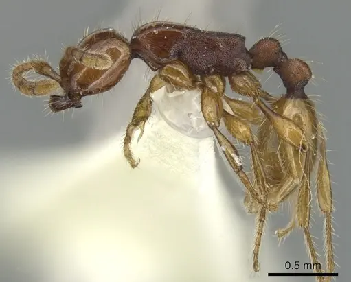 Aenictus doydeei specimen CASENT0903680 image casent0903680_3