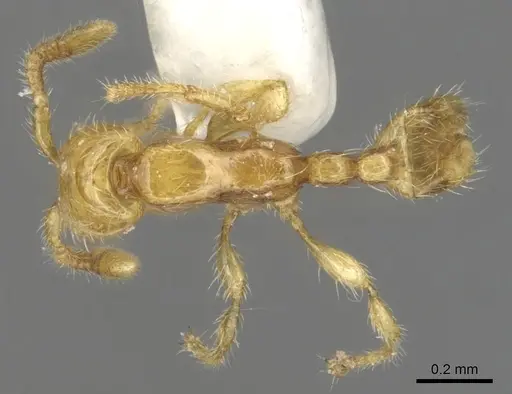 Aenictus duengkaei specimen CASENT0903678 image casent0903678_1