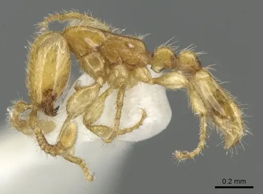 Aenictus duengkaei specimen CASENT0903678 image casent0903678_3