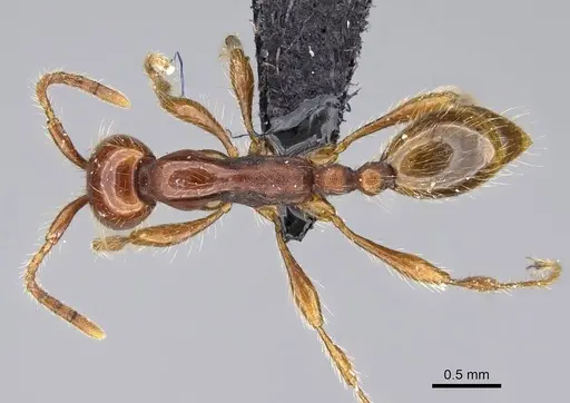 Aenictus eugenii specimen CASENT0080142 image casent0080142_1