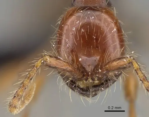 Aenictus eugenii specimen CASENT0080142 image casent0080142_2