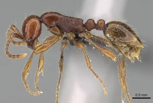 Aenictus eugenii specimen CASENT0080142 image casent0080142_3