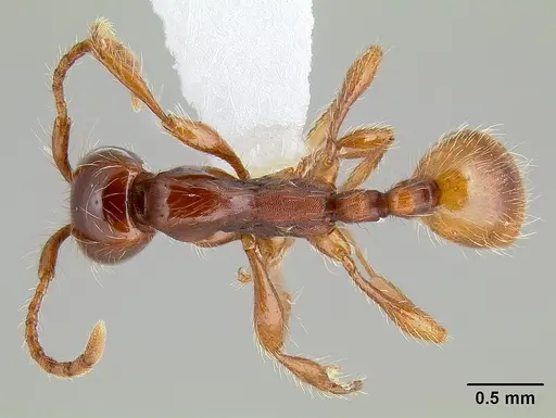 Aenictus eugenii specimen CASENT0106069 image casent0106069_1