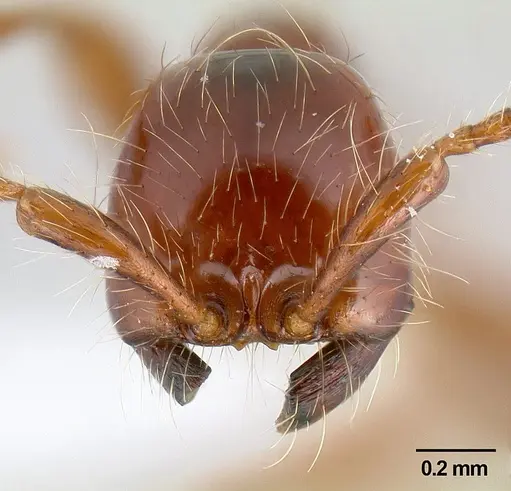 Aenictus eugenii specimen CASENT0106069 image casent0106069_2