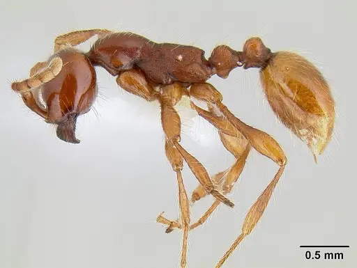 Aenictus eugenii specimen CASENT0106069 image casent0106069_3
