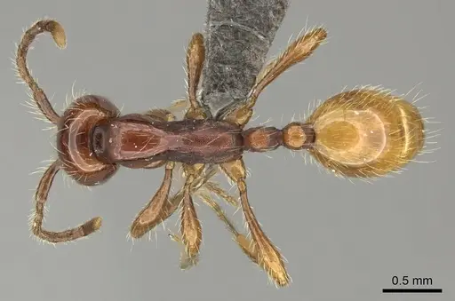 Aenictus eugenii specimen CASENT0235822 image casent0235822_1