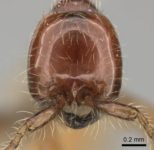Aenictus eugenii specimen CASENT0235822 image casent0235822_2
