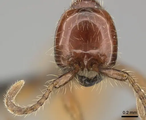 Aenictus eugenii specimen CASENT0235822 image casent0235822_3