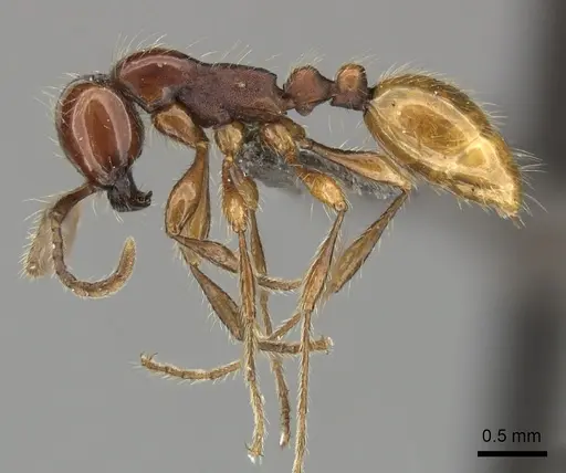 Aenictus eugenii specimen CASENT0235822 image casent0235822_4
