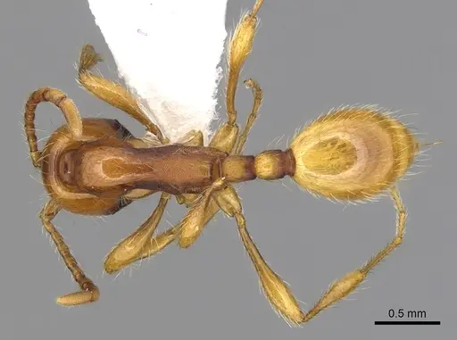 Aenictus eugenii specimen CASENT0249274 image casent0249274_1