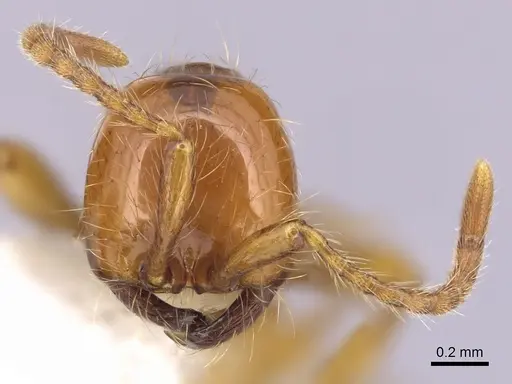 Aenictus eugenii specimen CASENT0249274 image casent0249274_2