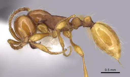 Aenictus eugenii specimen CASENT0249274 image casent0249274_3