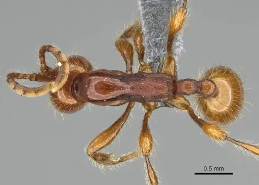 Aenictus eugenii specimen CASENT0350553 image casent0350553_1