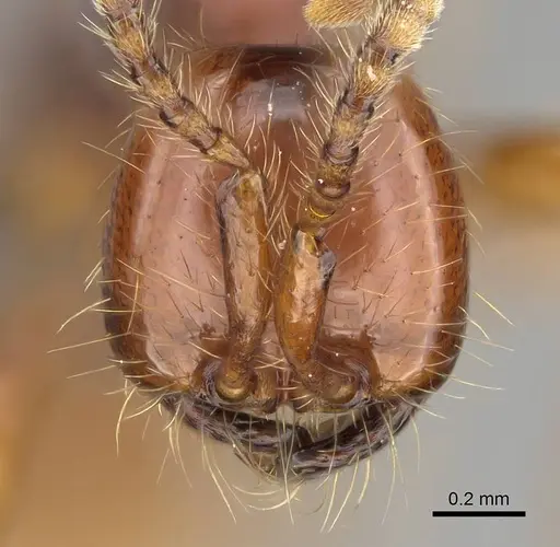 Aenictus eugenii specimen CASENT0350553 image casent0350553_2