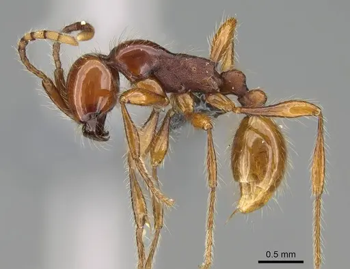 Aenictus eugenii specimen CASENT0350553 image casent0350553_3