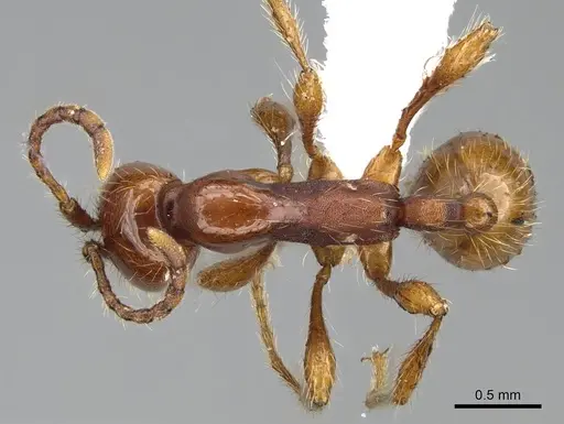 Aenictus eugenii specimen CASENT0415253 image casent0415253_1