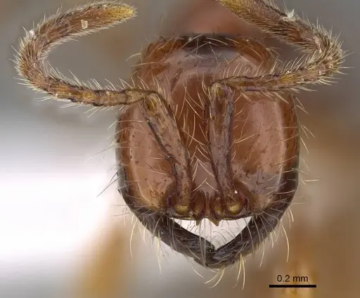 Aenictus eugenii specimen CASENT0415253 image casent0415253_2