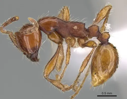 Aenictus eugenii specimen CASENT0415253 image casent0415253_3
