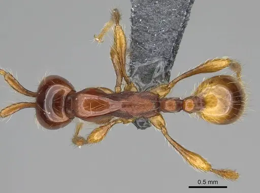 Aenictus eugenii specimen CASENT0782394 image casent0782394_1